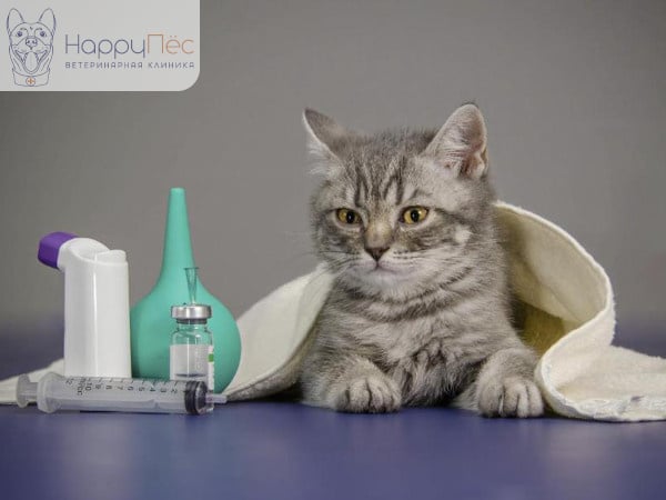 Насморк (ринит) у кошек: возможные причины, как лечить, профилактика  насморка - HappyПёс