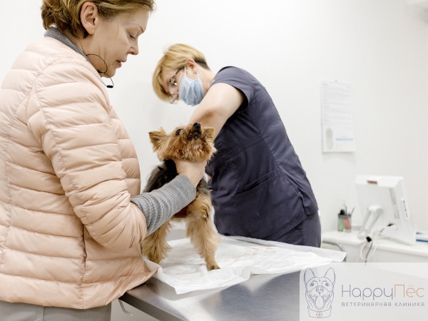 Приём ветеринара-терапевта в Москве - HappyПёс (ХэппиПёс)