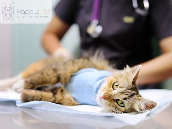 Стерилизация кошки: стоимость, виды, подготовка к операции, уход за кошкой  после процедуры - HappyПёс
