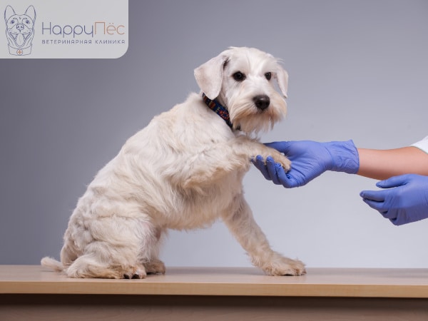 Как лечить воспаление параанальных желез у собак, чистка - советы и рекомендации